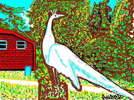 Anand Swaroop Manchiraju - WHITE PEACOCK Anand Swaroop Manchiraju - WHITE PEACOCK