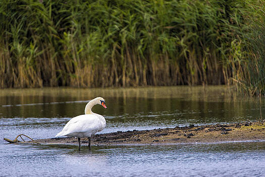 Paul W Sharpe Aka Wizard of Wonders - White Swan on the Edge of a Pond Paul W Sharpe Aka Wizard of Wonders - White Swan on the Edge of a Pond