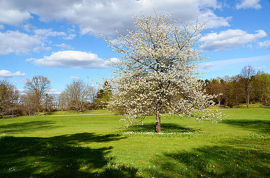 Gynt - White tree in spring Gynt - White tree in spring