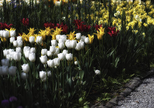 Paul W Sharpe Aka Wizard of Wonders - White Tulips by the Garden Path Paul W Sharpe Aka Wizard of Wonders - White Tulips by the Garden Path