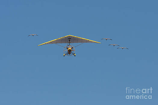 Paul Rebmann - Whooping Cranes and Operation Migration Ultralight Paul Rebmann - Whooping Cranes and Operation Migration Ultralight