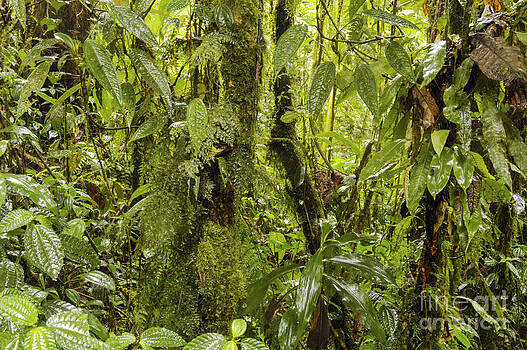 Bob Phillips - Why it is called the Rainforest Bob Phillips - Why it is called the Rainforest