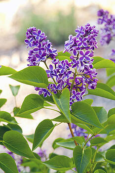Harold E McCray - Wild Florwers - Lake Tahoe Harold E McCray - Wild Florwers - Lake Tahoe