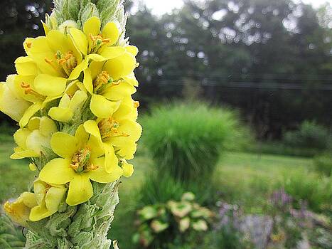 MTBobbins Photography - Wild Mullein MTBobbins Photography - Wild Mullein