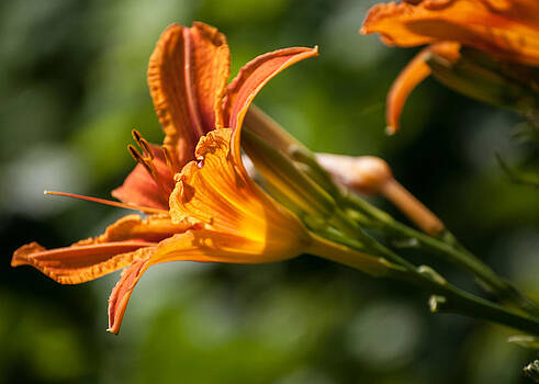 Eliza Donovan - Wild Orange Lily Eliza Donovan - Wild Orange Lily