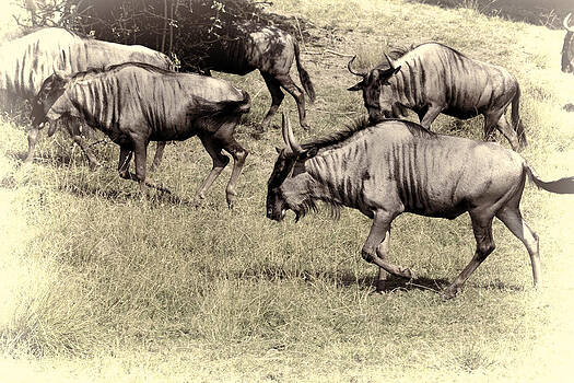 Stephen Barrie - Wildebeest Stephen Barrie - Wildebeest