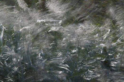 Stephen Barrie - Wind and Reeds Stephen Barrie - Wind and Reeds