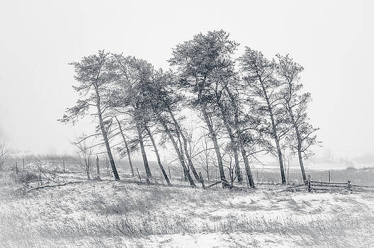 Alan Norsworthy - Windswept Alan Norsworthy - Windswept