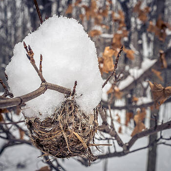 Chris Bordeleau - Winter nest Chris Bordeleau - Winter nest