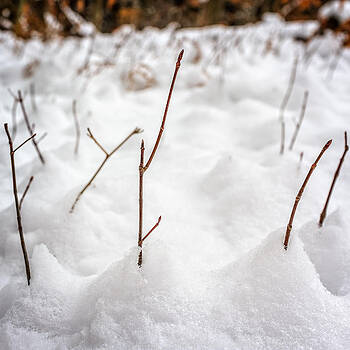 Chris Bordeleau - Winter saplings Chris Bordeleau - Winter saplings