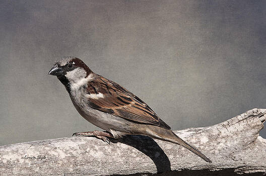 Karen Slagle - Winter Sparrow Karen Slagle - Winter Sparrow