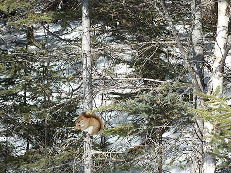 Gene Cyr - Winter Squirrel Gene Cyr - Winter Squirrel