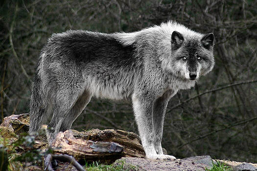 Wes and Dotty Weber - Wolf Intensity Wes and Dotty Weber - Wolf Intensity