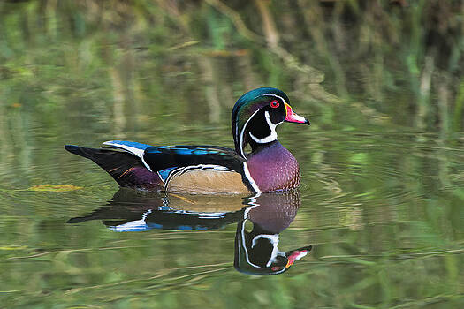 Paul W Sharpe Aka Wizard of Wonders - Wood Duck the Perfect Reflection Paul W Sharpe Aka Wizard of Wonders - Wood Duck the Perfect Reflection