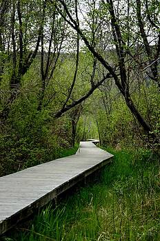 Guy Hoffman - Wooden Path 5-3-2014 Guy Hoffman - Wooden Path 5-3-2014
