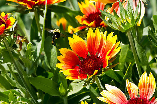 Ms Judi - Yellow and Red Gaillardias and Bee Ms Judi - Yellow and Red Gaillardias and Bee
