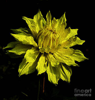 Pravine Chester - Yellow Dahlia Pravine Chester - Yellow Dahlia