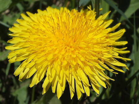 Gene Cyr - Yellow Dandelion Gene Cyr - Yellow Dandelion