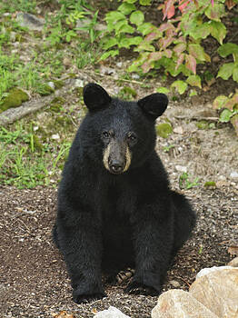 Lara Ellis - Young Bear 1 Lara Ellis - Young Bear 1