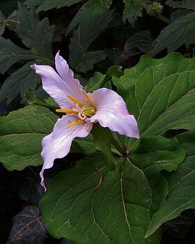 Charles Lucas - Youthful Trillium Charles Lucas - Youthful Trillium