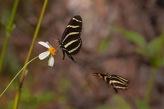 Paul Rebmann - Zebra Longwings Paul Rebmann - Zebra Longwings