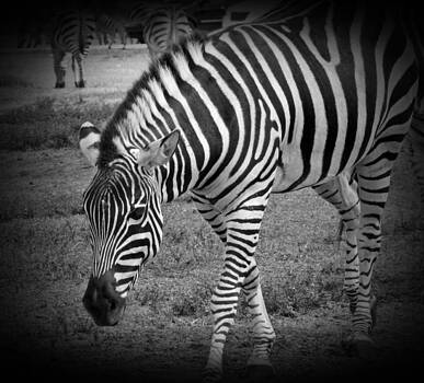 MTBobbins Photography - Zebra MTBobbins Photography - Zebra