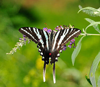 Lara Ellis - Zebra Swallowtail Butterfly Lara Ellis - Zebra Swallowtail Butterfly