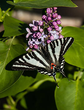 Lara Ellis - Zebra Swallowtail On Lilac Lara Ellis - Zebra Swallowtail On Lilac