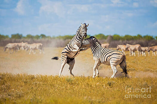 Katka Pruskova - Zebras III Katka Pruskova - Zebras III