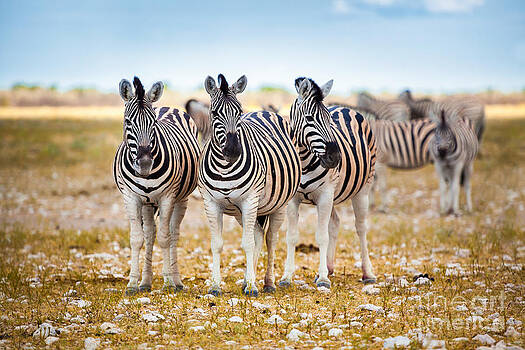 Katka Pruskova - Zebras IV Katka Pruskova - Zebras IV