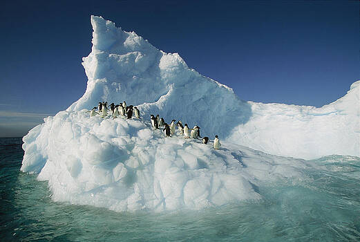 Colin Monteath - Adelie Penguin Pygoscelis Adeliae Group Colin Monteath - Adelie Penguin Pygoscelis Adeliae Group