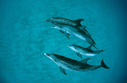 Flip Nicklin - Atlantic Spotted Dolphins Flip Nicklin - Atlantic Spotted Dolphins