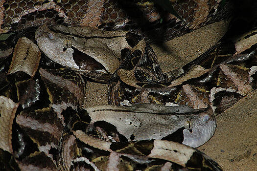 Scott Hovind - Gaboon Viper Scott Hovind - Gaboon Viper