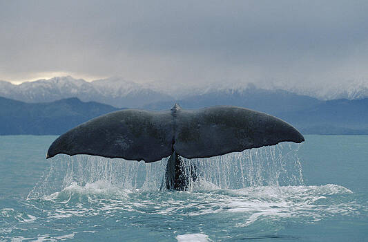 Flip Nicklin - Sperm Whale Tail New Zealand Flip Nicklin - Sperm Whale Tail New Zealand