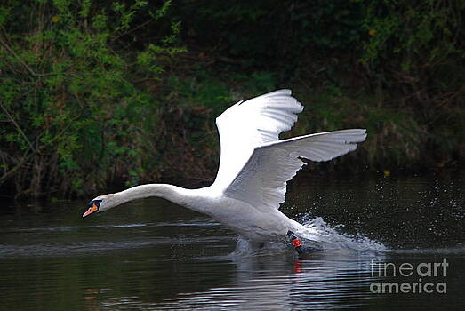 Doug Thwaites - Walks on Water Doug Thwaites - Walks on Water