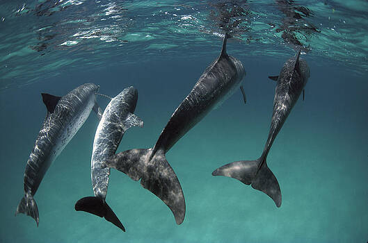 Flip Nicklin - Atlantic Spotted Dolphin Stenella Flip Nicklin - Atlantic Spotted Dolphin Stenella