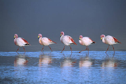 Tui De Roy - Puna Flamingo Phoenicopterus Jamesi Tui De Roy - Puna Flamingo Phoenicopterus Jamesi