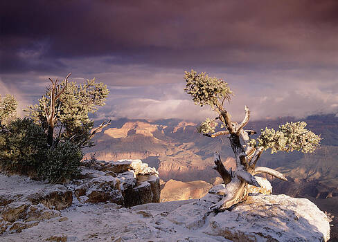 Tim Fitzharris - South Rim Of Grand Canyon Tim Fitzharris - South Rim Of Grand Canyon