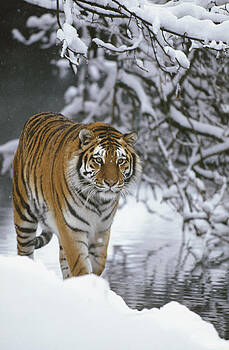 Konrad Wothe - Siberian Tiger Panthera Tigris Altaica Konrad Wothe - Siberian Tiger Panthera Tigris Altaica