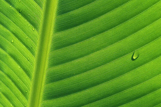 Cyril Ruoso - Banana Musa Sp Close Up Of Leaf Cyril Ruoso - Banana Musa Sp Close Up Of Leaf