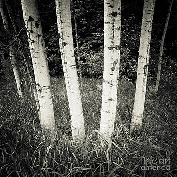 RicharD Murphy - Birch Trees RicharD Murphy - Birch Trees