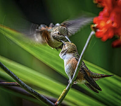 Paul W Sharpe Aka Wizard of Wonders - Birds of BC - No. 32 - Two Rufous Hummingbirds - Selasphorus ruf Paul W Sharpe Aka Wizard of Wonders - Birds of BC - No. 32 - Two Rufous Hummingbirds - Selasphorus ruf