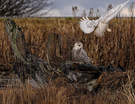 Paul W Sharpe Aka Wizard of Wonders - Birds of BC - No.14 - Snowy Owl Fly By Paul W Sharpe Aka Wizard of Wonders - Birds of BC - No.14 - Snowy Owl Fly By