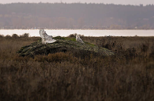 Paul W Sharpe Aka Wizard of Wonders - Birds of BC - No.15 - Snowy Owl - Bubo scandiacus Paul W Sharpe Aka Wizard of Wonders - Birds of BC - No.15 - Snowy Owl - Bubo scandiacus