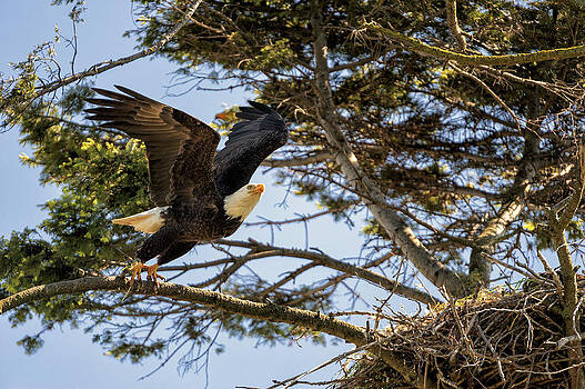Paul W Sharpe Aka Wizard of Wonders - Birds of BC - No.27 - Bald Eagle - Haliaeetus leucocephalus Paul W Sharpe Aka Wizard of Wonders - Birds of BC - No.27 - Bald Eagle - Haliaeetus leucocephalus