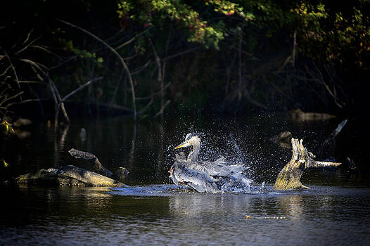 Paul W Sharpe Aka Wizard of Wonders - Birds of BC - No. 34 - Great Blue Heron Having a Bath Paul W Sharpe Aka Wizard of Wonders - Birds of BC - No. 34 - Great Blue Heron Having a Bath