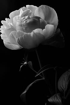 Scott Hovind - Black and White Peony Scott Hovind - Black and White Peony