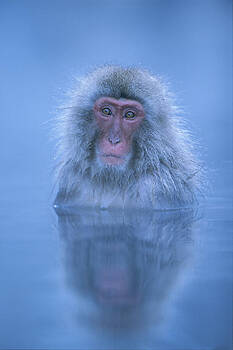 Ingo Arndt - Blue Japanese Macaque Bathing Ingo Arndt - Blue Japanese Macaque Bathing