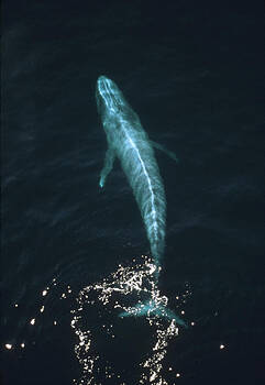 Flip Nicklin - Blue Whale Balaenoptera Musculus Aerial Flip Nicklin - Blue Whale Balaenoptera Musculus Aerial