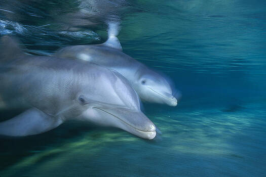 Flip Nicklin - Bottlenose Dolphin Pair Hawaii Flip Nicklin - Bottlenose Dolphin Pair Hawaii